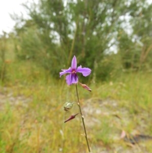 Arthropodium fimbriatum at Kambah, ACT - 26 Dec 2020 09:00 AM