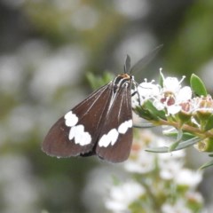 Nyctemera amicus (Senecio Moth, Magpie Moth, Cineraria Moth) at Kambah, ACT - 25 Dec 2020 by MatthewFrawley