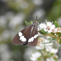 Nyctemera amicus (Senecio Moth, Magpie Moth, Cineraria Moth) at Kambah, ACT - 26 Dec 2020 by MatthewFrawley