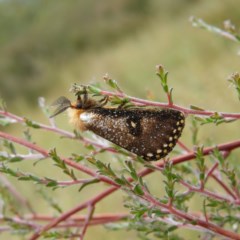 Epicoma contristis (Yellow-spotted Epicoma Moth) at Kambah, ACT - 25 Dec 2020 by MatthewFrawley