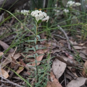 Pimelea linifolia subsp. linifolia at Currawang, NSW - suppressed