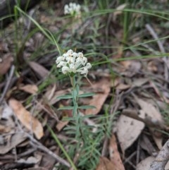 Pimelea linifolia subsp. linifolia at Currawang, NSW - suppressed