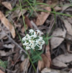 Pimelea linifolia subsp. linifolia at Currawang, NSW - suppressed