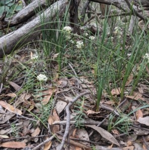 Pimelea linifolia subsp. linifolia at Currawang, NSW - suppressed