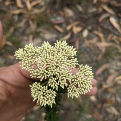 Cassinia longifolia (Shiny Cassinia, Cauliflower Bush) at Currawang, NSW - 26 Dec 2020 by camcols