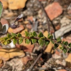 Acacia gunnii (Ploughshare Wattle) at Currawang, NSW - 26 Dec 2020 by camcols