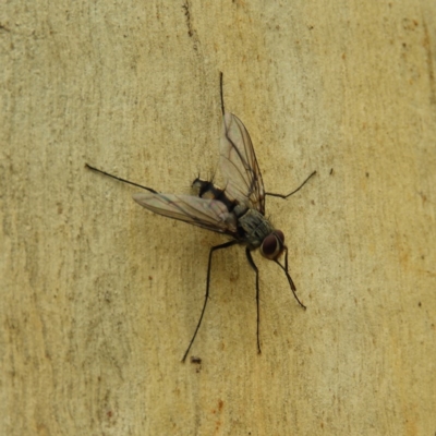 Prosena sp. (genus) (A bristle fly) at Kambah, ACT - 26 Dec 2020 by MatthewFrawley