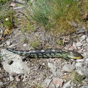 Tiliqua nigrolutea at Cotter River, ACT - 24 Dec 2020