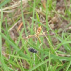 Argiope protensa (Long-tailed Argiope) at Mount Taylor - 25 Dec 2020 by MatthewFrawley