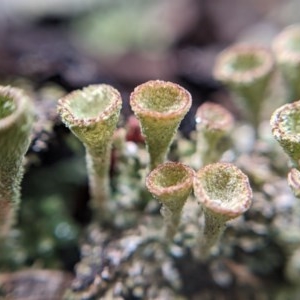 Cladonia sp. (genus) at Currawang, NSW - suppressed