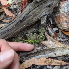Cladonia sp. (genus) at Currawang, NSW - suppressed