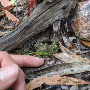 Cladonia sp. (genus) at Currawang, NSW - suppressed