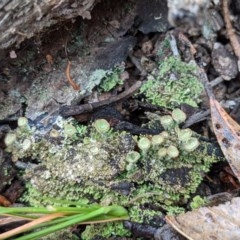 Cladonia sp. (genus) at Currawang, NSW - suppressed