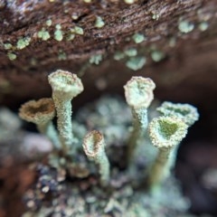 Cladonia sp. (genus) at Currawang, NSW - 26 Dec 2020