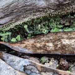 Cladonia sp. (genus) at Currawang, NSW - suppressed