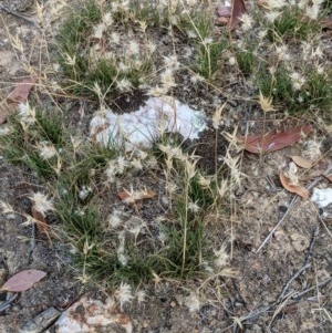 Rytidosperma sp. at Currawang, NSW - 26 Dec 2020