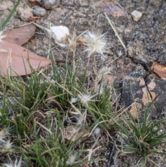 Rytidosperma sp. at Currawang, NSW - 26 Dec 2020