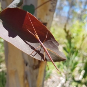 Ctenomorpha marginipennis at Cotter River, ACT - 24 Dec 2020