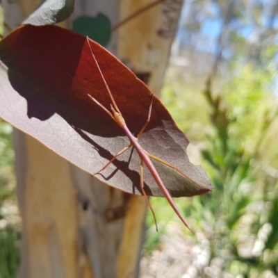 Ctenomorpha marginipennis (Margin-winged stick insect) at Cotter River, ACT - 24 Dec 2020 by cowonu