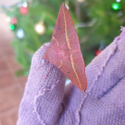 Oenochroma vinaria (Pink-bellied Moth, Hakea Wine Moth) at Sutton, NSW - 23 Dec 2020 by Nature2020