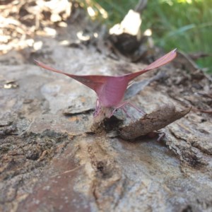 Oenochroma vinaria at Sutton, NSW - 24 Dec 2020