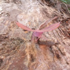 Oenochroma vinaria at Sutton, NSW - 24 Dec 2020