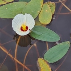 Ottelia ovalifolia subsp. ovalifolia (Swamp Lily) at Forde, ACT - 22 Dec 2020 by Jiggy