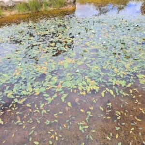 Ottelia ovalifolia subsp. ovalifolia at Forde, ACT - 22 Dec 2020