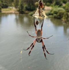 Trichonephila edulis (Golden orb weaver) at Lake Hume Village, NSW - 26 Dec 2020 by ChrisAllen