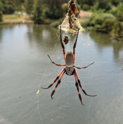 Trichonephila edulis (Golden orb weaver) at Lake Hume Village, NSW - 26 Dec 2020 by ChrisAllen