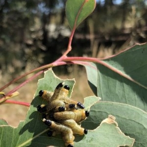 Pseudoperga sp. (genus) at Garran, ACT - 27 Dec 2020