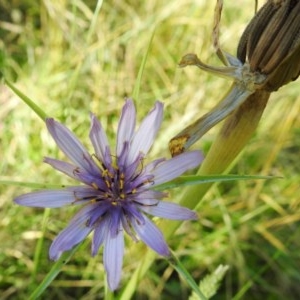 Tragopogon porrifolius subsp. porrifolius at Kambah, ACT - 27 Dec 2020