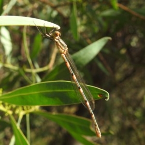 Austrolestes leda at Kambah, ACT - 27 Dec 2020