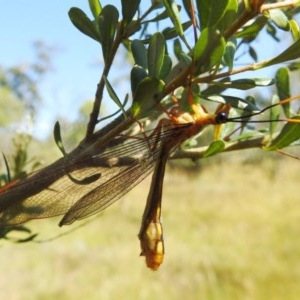 Nymphes myrmeleonoides at Kambah, ACT - 27 Dec 2020