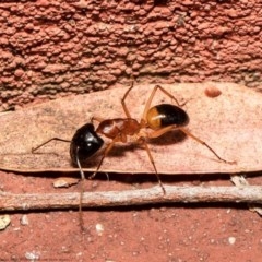 Camponotus consobrinus (Banded sugar ant) at ANBG - 26 Dec 2020 by Roger