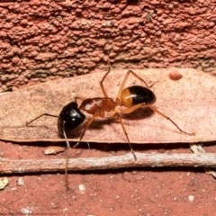 Camponotus consobrinus (Banded sugar ant) at Acton, ACT - 27 Dec 2020 by Roger