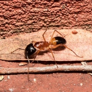 Camponotus consobrinus at Acton, ACT - 27 Dec 2020 09:38 AM