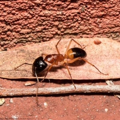 Camponotus consobrinus (Banded sugar ant) at Acton, ACT - 26 Dec 2020 by Roger