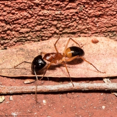 Camponotus consobrinus (Banded sugar ant) at Acton, ACT - 27 Dec 2020 by Roger