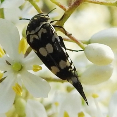 Hoshihananomia leucosticta (Pintail or Tumbling flower beetle) at Kambah, ACT - 26 Dec 2020 by HelenCross