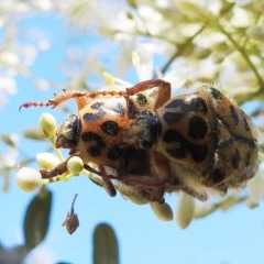 Neorrhina punctatum (Spotted flower chafer) at Kambah, ACT - 27 Dec 2020 by HelenCross