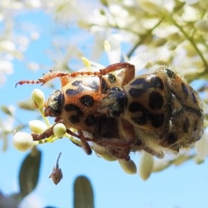 Neorrhina punctata at Kambah, ACT - 27 Dec 2020