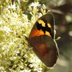 Heteronympha merope (Common Brown Butterfly) at Kambah, ACT - 26 Dec 2020 by HelenCross