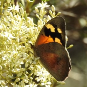 Heteronympha merope at Kambah, ACT - 27 Dec 2020