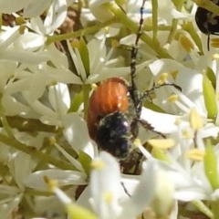 Phyllotocus sp. (genus) (Nectar scarab) at Kambah, ACT - 26 Dec 2020 by HelenCross