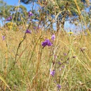 Arthropodium fimbriatum at Kambah, ACT - 27 Dec 2020