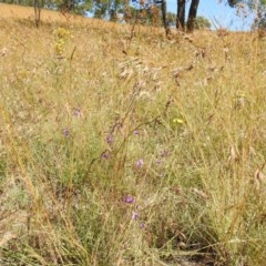 Arthropodium fimbriatum at Kambah, ACT - 27 Dec 2020