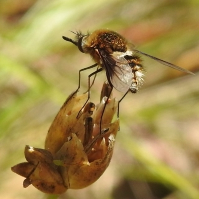 Bombyliidae (family) (Unidentified Bee fly) at Bullen Range - 26 Dec 2020 by HelenCross