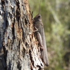 Pardillana limbata (Common Pardillana) at Kambah, ACT - 26 Dec 2020 by HelenCross