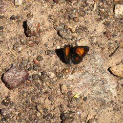 Lucia limbaria (Chequered Copper) at Pearce, ACT - 19 Dec 2020 by George